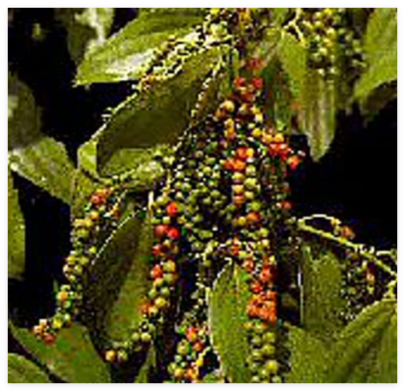 Peppercorns (Black Pepper) Seeds | Non GMO | Vegetable Fruit Herb Fl