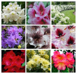 Bright Flower Japanese Azalea Potted Rhododendron Azalea Flower Outdoor Tree Plant Home Garden Easy Grow - (Color: 14)