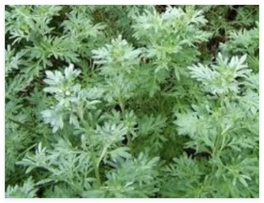 Wormwood Seeds Artemisia Absinthium, Organic, Herb, Perennial