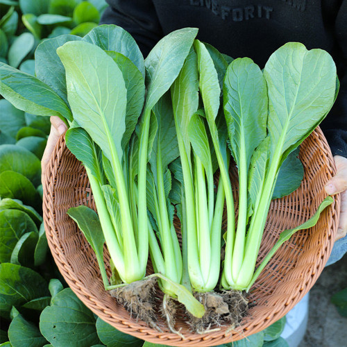 Little Shanghai F1 Bok Choy Seeds – Glossy Leaves, Fast Growing, Heat Tolerant & Disease Resistant