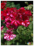 Precision Red Ice Ivy Leaf Geranium Seeds for Garden