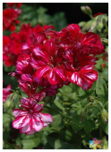 Precision Red Ice Ivy Leaf Geranium Seeds for Garden