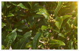 Sweet Bay Laurel Herb Tree Seeds - Laurus nobilis