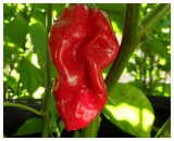 Seeds Red Devils Tongue Hot Pepper Extreme Rare Heirloom Chile just Wicked!