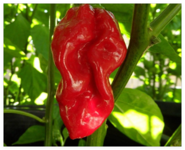 Seeds Red Devils Tongue Hot Pepper Extreme Rare Heirloom Chile just Wicked!