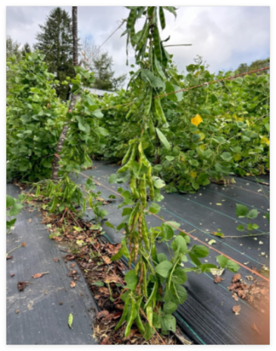 Kerala Seem Seeds || Kerala Non-GMO Hyacinth Bean Seeds