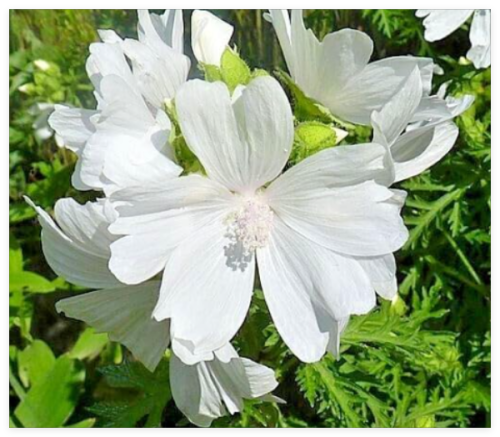 White Musk Mallow 102 Seeds, Malva MOSCHATA ALBA, SELLR, EZ to Grow