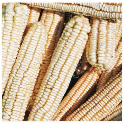 Silver King White Dent Corn Seeds Planting Open-Pollinated Field