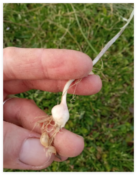 Wild Garlic (Allium vineale) Bulbs/Bulbils- Fresh, Clean, & Ready to Plant