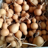 Small Bottle Gourd Seeds – High-Quality Ornamental Calabash, Easy to Grow for Trellis & Home Decor