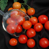 Dwarf Trailing Cherry Tomato 'Tumbling Tom Red' | Small Fruits, Sweet, Rich & Juicy for Hanging Baskets & Balconies