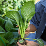 Little Shanghai F1 Bok Choy Seeds – Glossy Leaves, Fast Growing, Heat Tolerant & Disease Resistant