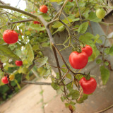 Dwarf Trailing Cherry Tomato 'Tumbling Tom Red' | Small Fruits, Sweet, Rich & Juicy for Hanging Baskets & Balconies