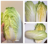 Seeds-Napa Cabbage Michihili Heading Chinese Cabbage Non-GMO