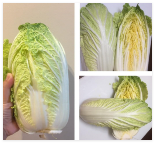 Seeds-Napa Cabbage Michihili Heading Chinese Cabbage Non-GMO