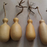 Flower Bottle Gourd Seeds – Ornamental Annual Vine, Sun-Loving, Easy to Grow, High Ornamental & Collectible Value