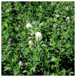 Alfalfa Cover Crop Seeds Non-GMO