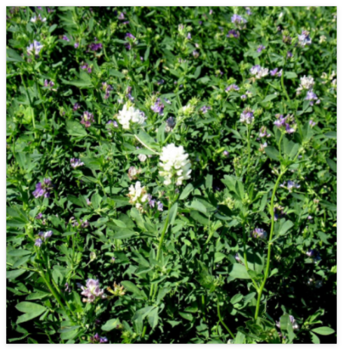 Alfalfa Cover Crop Seeds Non-GMO