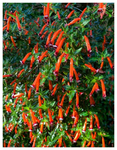 Red Cigar Plant Mexican Firecracker Cuphea Ignea Hummingbird Flower Seeds