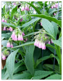 Organic Comfrey Bocking Healthy & Healing Herb