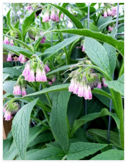 Organic Comfrey Bocking Healthy & Healing Herb
