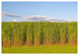 Switchgrass Seeds Tall Grass Ornamental Perennial
