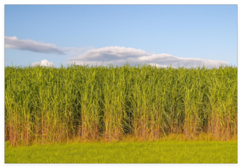 Switchgrass Seeds Tall Grass Ornamental Perennial