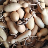 Flower Bottle Gourd Seeds – Ornamental Annual Vine, Sun-Loving, Easy to Grow, High Ornamental & Collectible Value