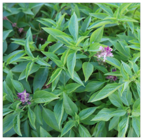 Licorice Basil Seeds Non - GMO Fresh Harvest for Gardens