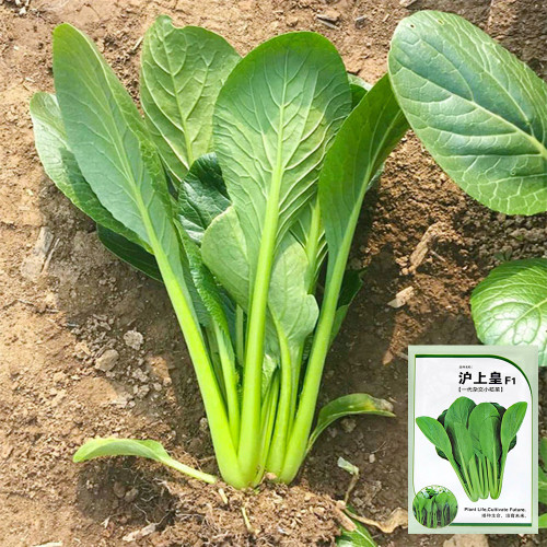 Little Shanghai F1 Bok Choy Seeds – Glossy Leaves, Fast Growing, Heat Tolerant & Disease Resistant