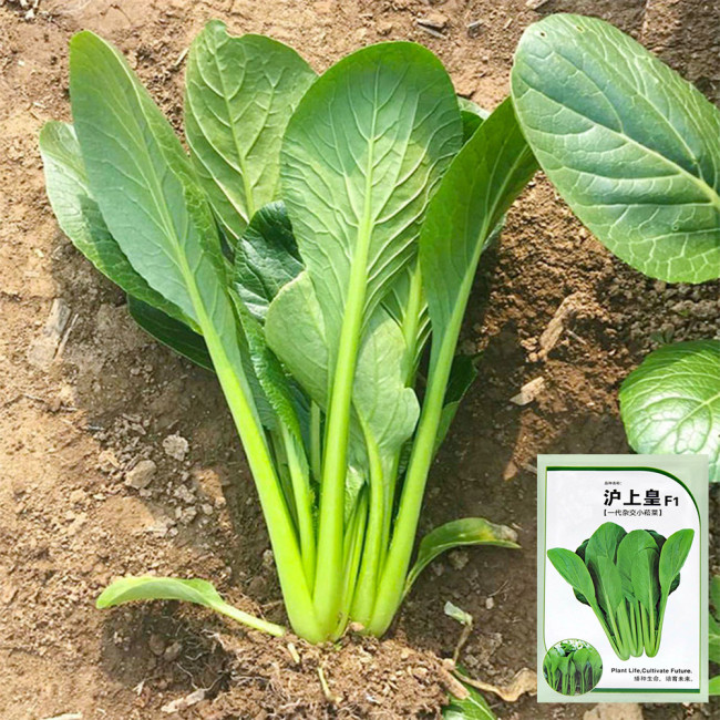Little Shanghai F1 Bok Choy Seeds – Glossy Leaves, Fast Growing, Heat Tolerant & Disease Resistant