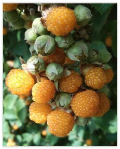 Rubus Ellipticus Seeds, Golden Himalayan Raspberry Fruit Bush Shrub, Ainselu