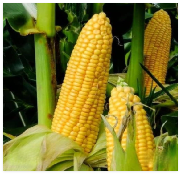 Corn Fresh Seeds Dent Truckers Favorite Yellow Non-GMO Heirloom