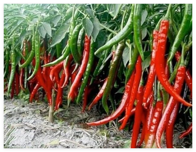 Erjingtiao Chili Seed - Long Hybrid Hot Chili
