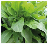 Green Sorrel Seeds