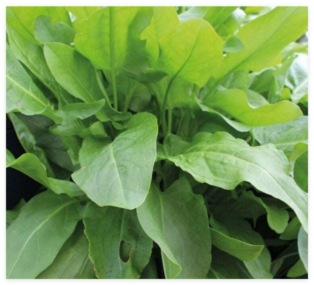 Green Sorrel Seeds