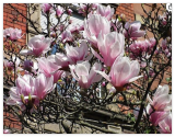 Magnolia x soulangeana | Saucer Magnolia Seeds
