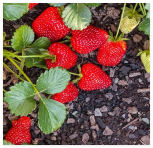 Seascape Strawberry Everbearing Bare Roots - Fragaria x ananassa