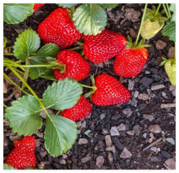 Seascape Strawberry Everbearing Bare Roots - Fragaria x ananassa