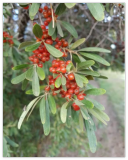 Silver Buffaloberry Seeds Shepherdia argentea Hardy Red Berry Shrub