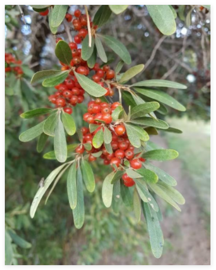 Silver Buffaloberry Seeds Shepherdia argentea Hardy Red Berry Shrub