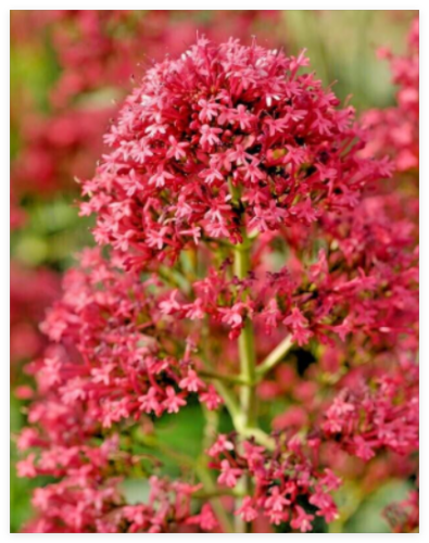 Red Valerian Seeds, Centranthus Ruber, Jupiters Beard, EZ to Grow