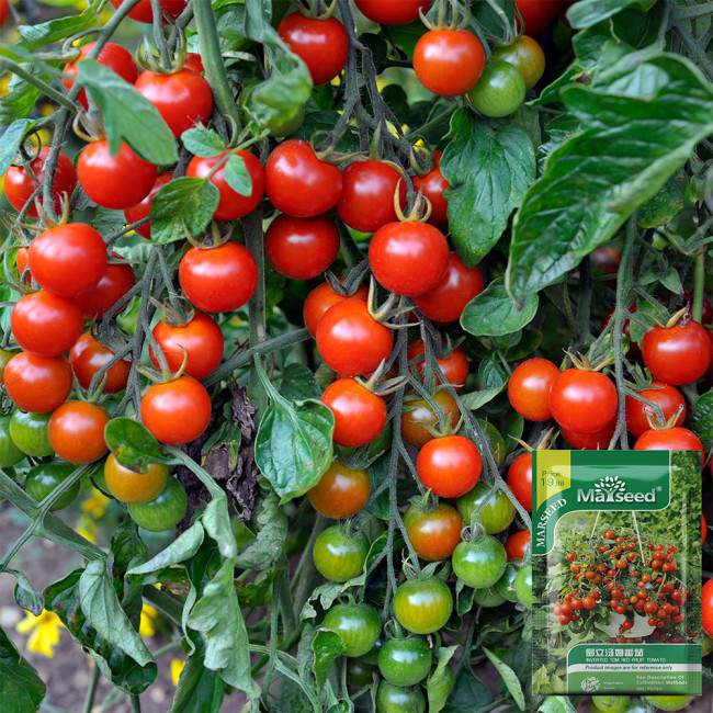 Dwarf Trailing Cherry Tomato 'Tumbling Tom Red' | Small Fruits, Sweet, Rich & Juicy for Hanging Baskets & Balconies