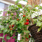 Dwarf Trailing Cherry Tomato 'Tumbling Tom Red' | Small Fruits, Sweet, Rich & Juicy for Hanging Baskets & Balconies