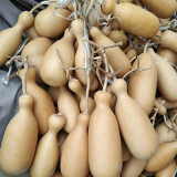 Flower Bottle Gourd Seeds – Ornamental Annual Vine, Sun-Loving, Easy to Grow, High Ornamental & Collectible Value