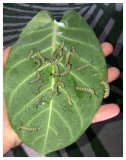 Calotropis gigantea Giant Purple Milkweed Seeds Monarch Big Leaf