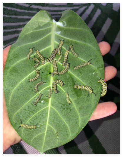 Calotropis gigantea Giant Purple Milkweed Seeds Monarch Big Leaf