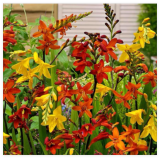 Spectacular Colors Mix Crocosmia, Flowering Perennial Bulbs