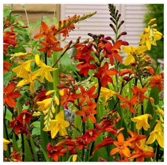 Spectacular Colors Mix Crocosmia, Flowering Perennial Bulbs