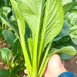 Little Shanghai F1 Bok Choy Seeds – Glossy Leaves, Fast Growing, Heat Tolerant & Disease Resistant